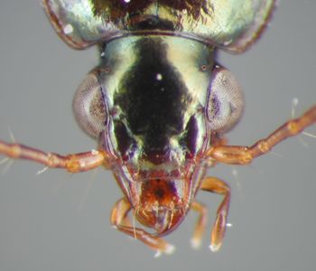 Media type: image;   Entomology 22487 Aspect: head dorsal view